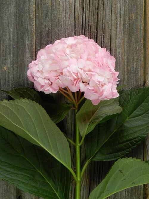 PAINTED HOT PINK #13 TINTED HYDRANGEAS